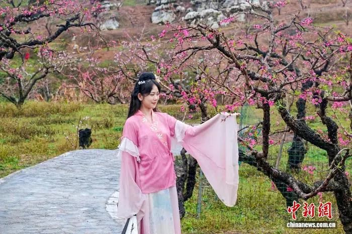 粤赣三地共赴“桃约” 奏响生态文旅春之曲 粤赣三地共赴“桃约” 奏响生态文旅春之曲
